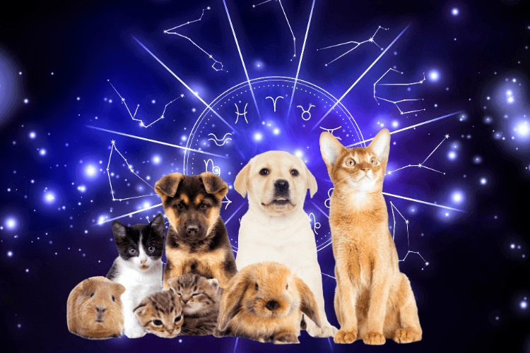 Evcil Hayvanların Burçları ve Sahipleriyle Uyumu
